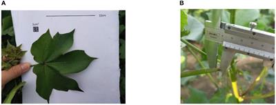 Dynamic stratified porosity computation from canopy interaction simulation between airflow and leaves